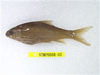 藏品(高身鏟頜魚)的圖片